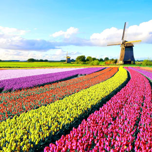 Tulip Garden (Keukenhof)